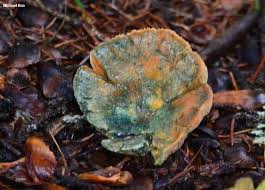 Attēlu rezultāti vaicājumam “Lactarius deterrimus”