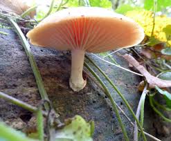 Attēlu rezultāti vaicājumam “Rhodotus palmatus”