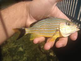 Image result for Haemulon sciurus