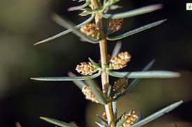 Attēlu rezultāti vaicājumam “Juniperus communis male flower”