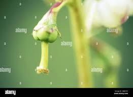 Attēlu rezultāti vaicājumam “Andromeda polifolia fruit”