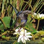 Image result for Porphyrio alleni