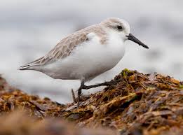 Attēlu rezultāti vaicājumam “Calidris alba”