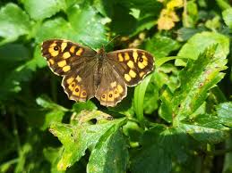 Attēlu rezultāti vaicājumam “Pararge aegeria”