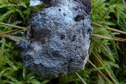 Attēlu rezultāti vaicājumam “Nectriopsis violacea”