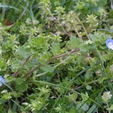 Attēlu rezultāti vaicājumam “Veronica persica fruit”