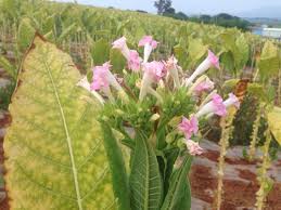 Attēlu rezultāti vaicājumam “Nicotiana tabacum flower”