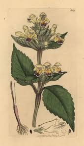 Attēlu rezultāti vaicājumam “Galeopsis speciosa flower”