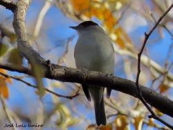 Attēlu rezultāti vaicājumam “Sylvia atricapilla”
