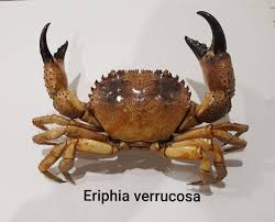 Image result for Eriphia verrucosa