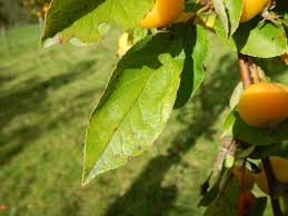 Attēlu rezultāti vaicājumam “Pedicularis palustris fruit”