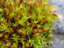 Attēlu rezultāti vaicājumam “Orthotrichum cupulatum var. riparium”