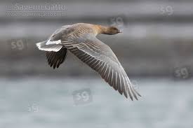 Attēlu rezultāti vaicājumam “Anser brachyrhynchus adult”