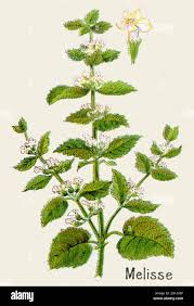 Image result for Melisse