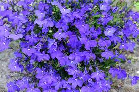 Image result for Lobelia erinus