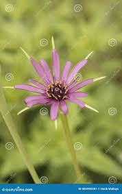 Attēlu rezultāti vaicājumam “Tragopogon heterospermus leaf”