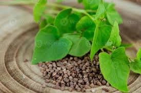 Attēlu rezultāti vaicājumam “Fagopyrum esculentum leaf”