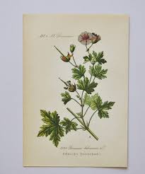 Attēlu rezultāti vaicājumam “Geranium bohemicum fruit”