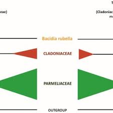Attēlu rezultāti vaicājumam “Bacidia rubella”