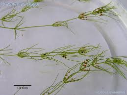 Attēlu rezultāti vaicājumam “Chara filiformis”