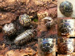 Attēlu rezultāti vaicājumam “Armadillidium pulchellum”