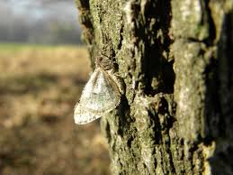 Attēlu rezultāti vaicājumam “Agriopis leucophaearia”