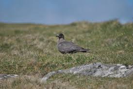 Attēlu rezultāti vaicājumam “Stercorarius parasiticus”