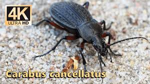 Attēlu rezultāti vaicājumam “Carabus cancellatus”