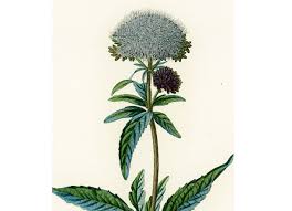 Image result for Eupatorium cannabinum