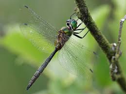 Attēlu rezultāti vaicājumam “Cordulidae”