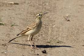 Image result for Anthus campestris