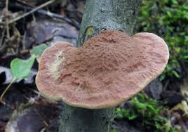 Attēlu rezultāti vaicājumam “Hapalopilus nidulans”