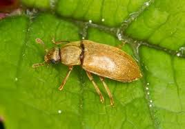 Attēlu rezultāti vaicājumam “Byturus tomentosus”