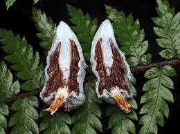 Attēlu rezultāti vaicājumam “Physarum virescens macro”