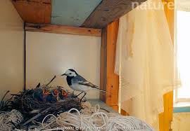 Attēlu rezultāti vaicājumam “Motacilla alba nest”
