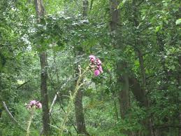Attēlu rezultāti vaicājumam “Cirsium palustre”