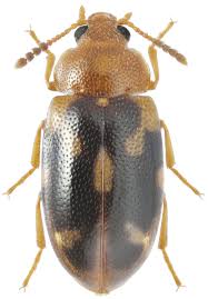 Attēlu rezultāti vaicājumam “Tetratoma ancora”