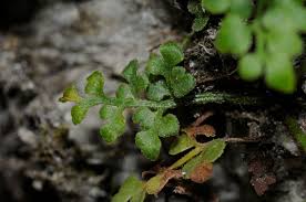Attēlu rezultāti vaicājumam “Asplenium ruta-muraria”