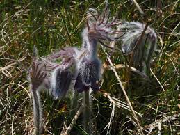 Attēlu rezultāti vaicājumam “Pulsatilla pratensis”