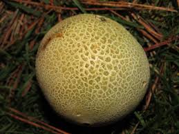 Attēlu rezultāti vaicājumam “Scleroderma citrinum”