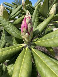 Image result for haaga tehron