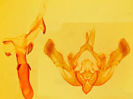 Attēlu rezultāti vaicājumam “Oligia sp.”