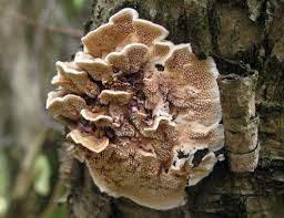 Attēlu rezultāti vaicājumam “Steccherinum bourdotii”