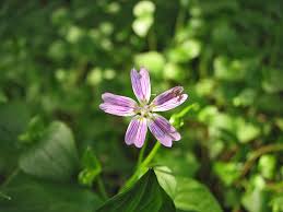 Attēlu rezultāti vaicājumam “xComagaria rosea  flower”