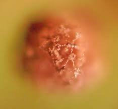 Attēlu rezultāti vaicājumam “Cribraria languescens”