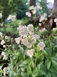 Attēlu rezultāti vaicājumam “Astrantia major flower”