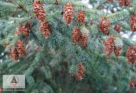 Attēlu rezultāti vaicājumam “Pseudotsuga menziesii var. glauca”