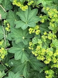 Attēlu rezultāti vaicājumam “Alchemilla vulgaris aggr.”