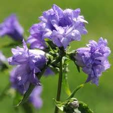 Image result for Campanula trachelium
