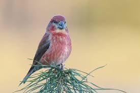 Attēlu rezultāti vaicājumam “Loxia pytyopsittacus male”